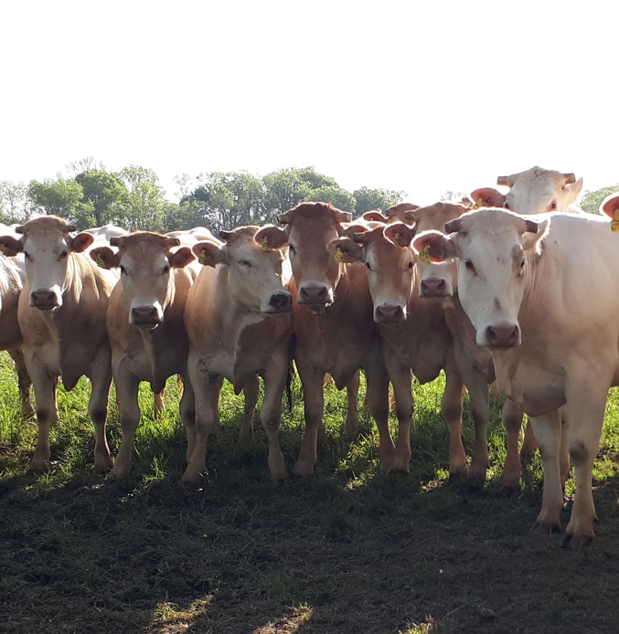 Capture d'écran 2025-03-10 105155.png