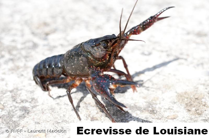 écrevisse de Louisiane.jpg