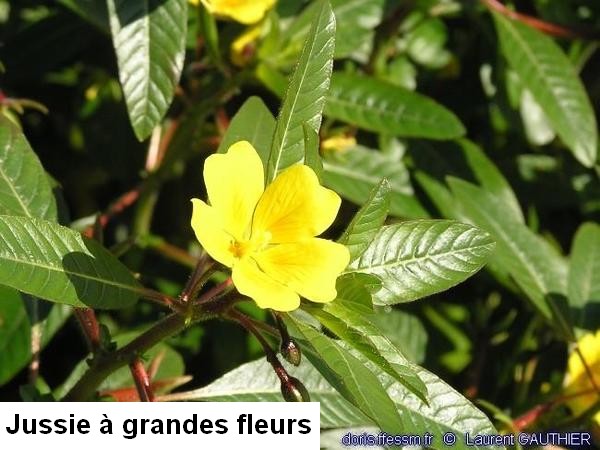 14. Jussie à grandes fleurs.jpg