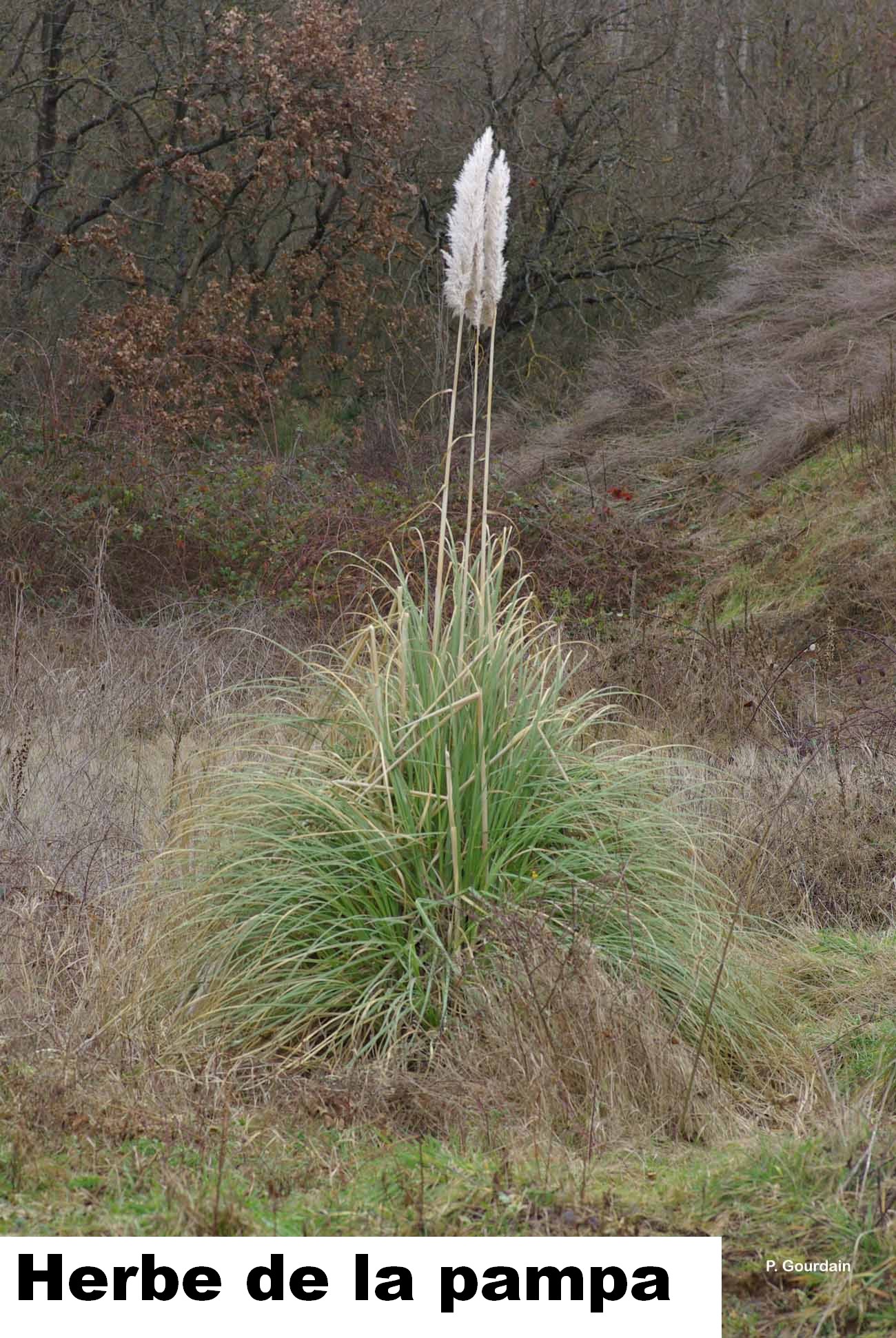 Pampa.jpg