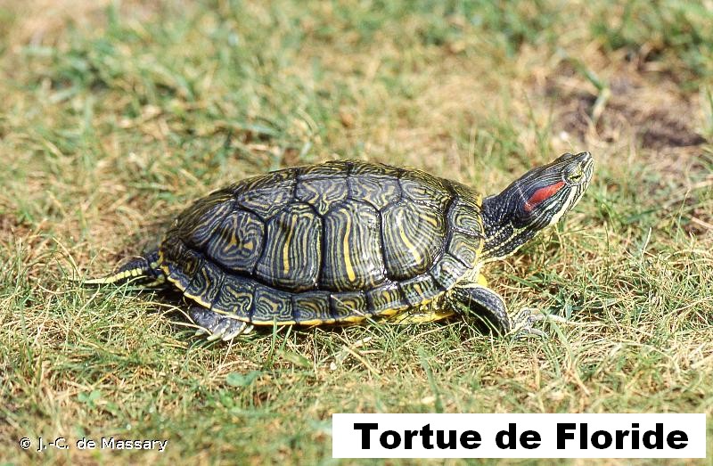 tortue Floride.jpg