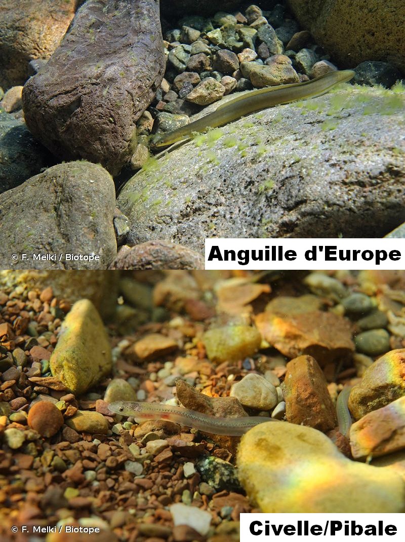 Anguille.jpg