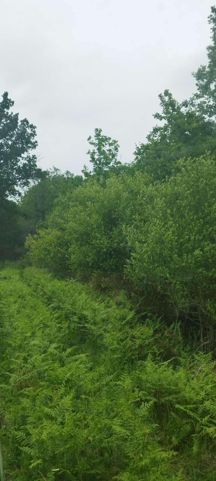 Juin_Petit Pouyau avant.jpg